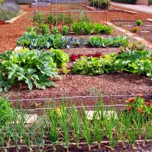 Kit Especial Huerto Riego Exudante Baja Presion 3 Linea